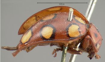 Media type: image; Entomology 17306   Aspect: habitus lateral view